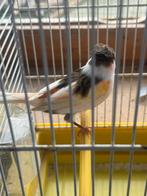 Mooie portugese harlekijn kanarie man, Dieren en Toebehoren, Vogels | Kanaries, Mannelijk, Postuurkanarie