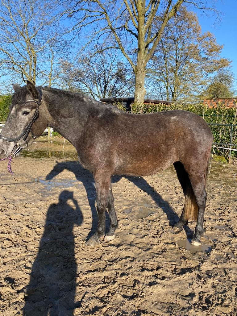 Pre paard merrie 3 jaar stokmaat1.65m, donkerschimmel, 3 tot 6 jaar, 160 tot 165 cm, Onbeleerd, Recreatiepaard