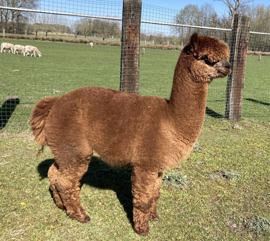 Bruine halstermakke hengst met stamboek, Mâle, 3 à 5 ans
