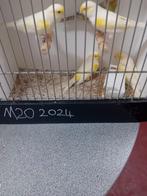 Mooien groote kanaries mannen witte geel mozaiek groen agaat, Dieren en Toebehoren, Vogels | Kanaries