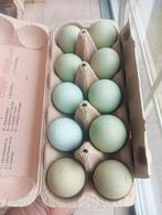 Broedeieren araucana