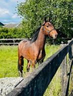 Te koop: 5-jarige ruin met potentieel, Hongre, Avec pedigree, 160 à 165 cm, Cheval de saut