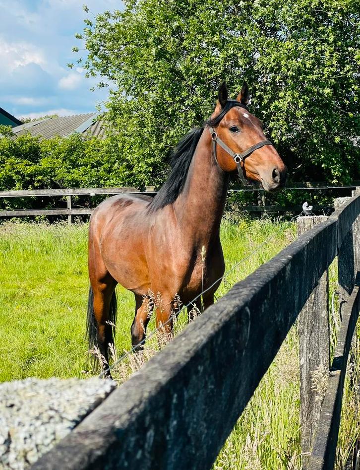 Te koop: 5-jarige ruin met potentieel, Animaux & Accessoires, Chevaux, Hongre, 160 à 165 cm, 3 à 6 ans, Cheval de saut, Avec pedigree
