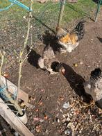 Brahma maakte plaats, Dieren en Toebehoren, Pluimvee, Vrouwelijk, Kip