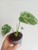 Monstera Bulbasaur, Autres espèces, En pot, Enlèvement ou Envoi, Moins de 100 cm