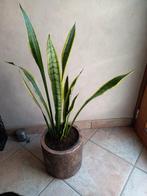 SANSEVERIA met gele rand, Huis en Inrichting, Kamerplanten, Ophalen