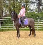 4 j ruin, Dieren en Toebehoren, Paarden, Ruin, Zadelmak