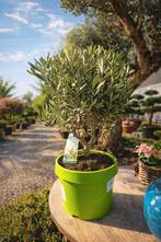 Olijfboom Olea Europaea, Enlèvement