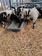 Beaux agneaux hétéroclites, Mâle, Mouton, 0 à 2 ans