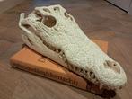Grote Nijlkrokodil schedel 40 cm – CITES papieren – legaal, Ophalen of Verzenden
