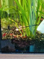 Rode garnalen, Dieren en Toebehoren, Vissen | Aquariumvissen, Kreeft, Krab of Garnaal, Zoetwatervis, Schoolvis