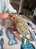 jonge tamme valkparkiet, Dieren en Toebehoren, Vogels | Parkieten en Papegaaien, Geslacht onbekend, Parkiet, Geringd