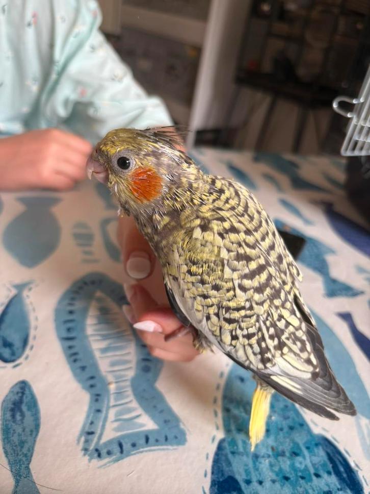 jonge tamme valkparkiet, Dieren en Toebehoren, Vogels | Parkieten en Papegaaien, Parkiet, Geslacht onbekend, Tam, Geringd