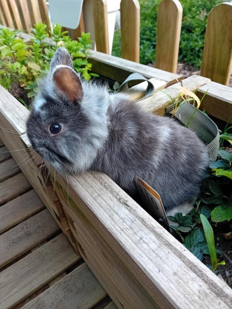 Mooie mannelijk leeuwenkop konijntje supertam, Animaux & Accessoires, Lapins, Mâle