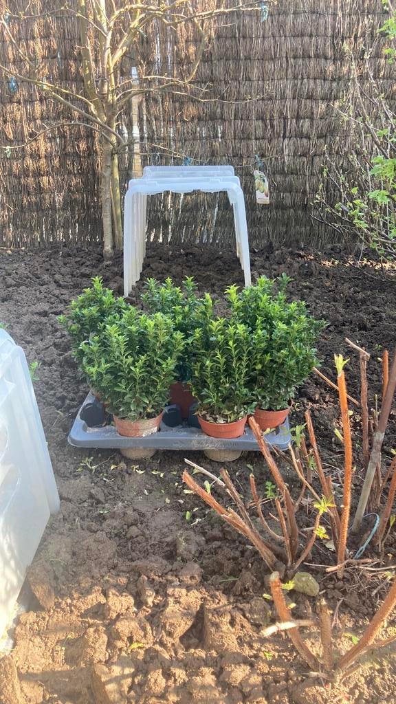 Euonymus green spire plantjes, Tuin en Terras, Ophalen, Nieuw