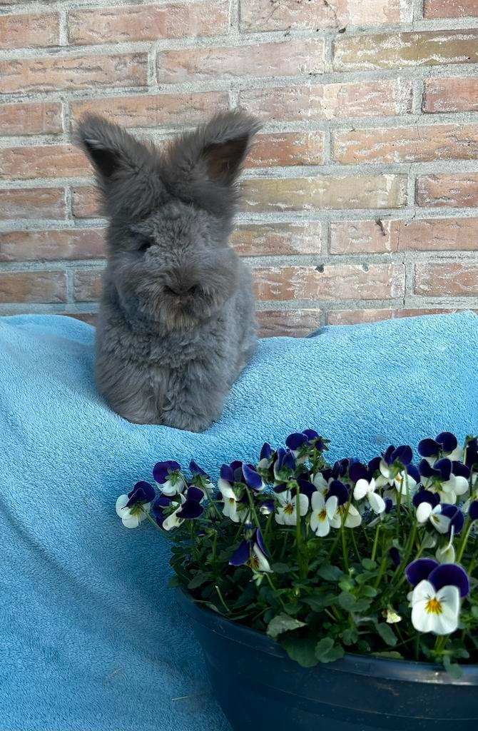 Engelse angora konijn, Animaux & Accessoires, Lapins, Plusieurs animaux, 0 à 2 ans