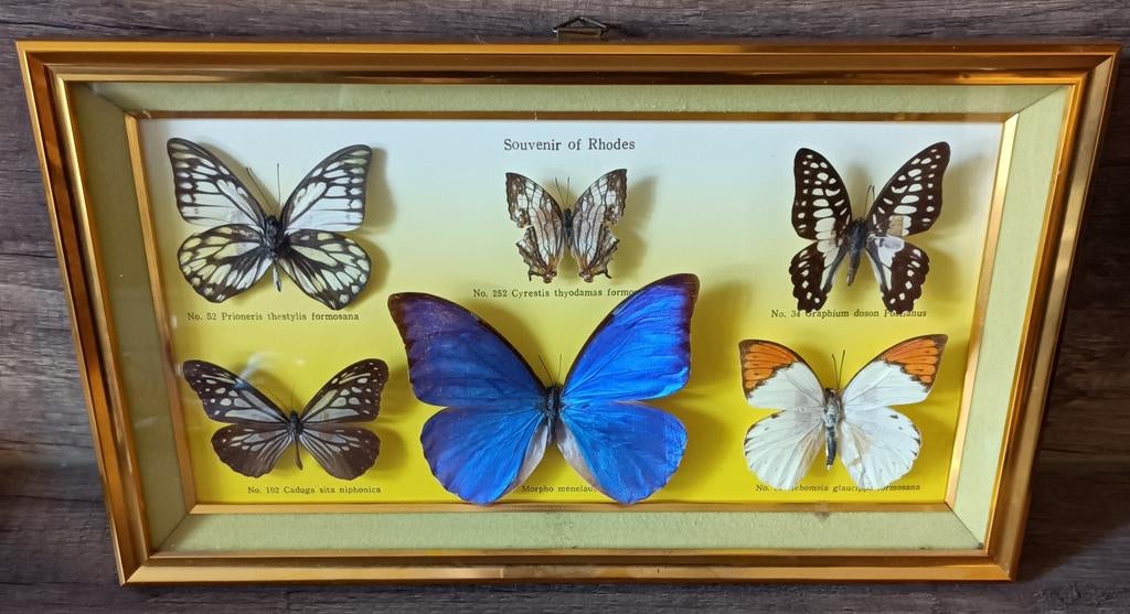 Cadre papillons, Enlèvement ou Envoi