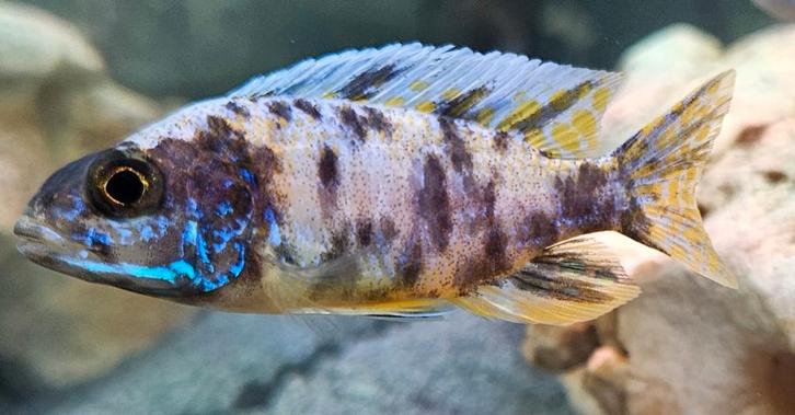 Cichlidés Aulonocara Yellow Berry Malawi, Animaux & Accessoires, Poissons | Poissons d'aquarium, Poisson d'eau douce, Poisson