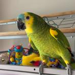 Te koop!, Dieren en Toebehoren, Vogels | Parkieten en Papegaaien