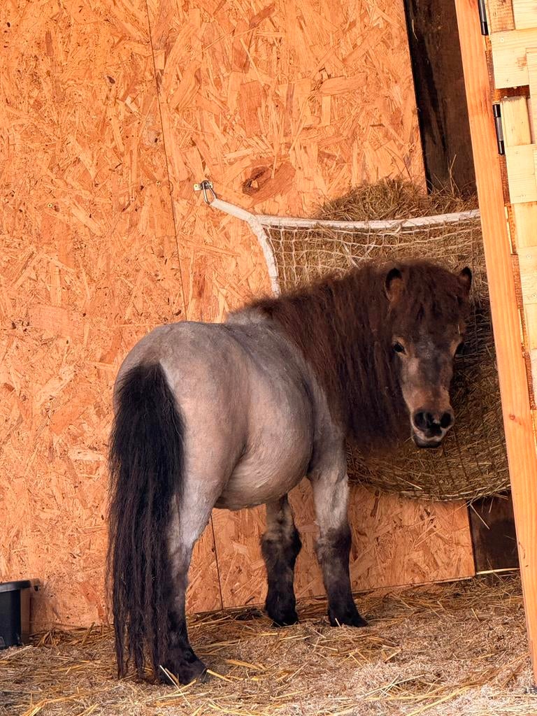 Superlief valk stamboekhengstje, Dieren en Toebehoren, Pony's