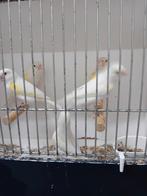 Mooien groote gezonde kanaries, Dieren en Toebehoren