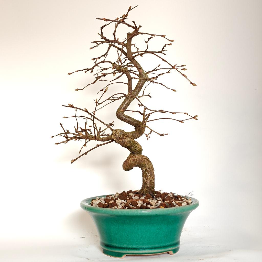 Japanse haagbeuk bonsai - Carpinus laxiflora, Enlèvement ou Envoi, En pot, Autres espèces, Ombre partielle