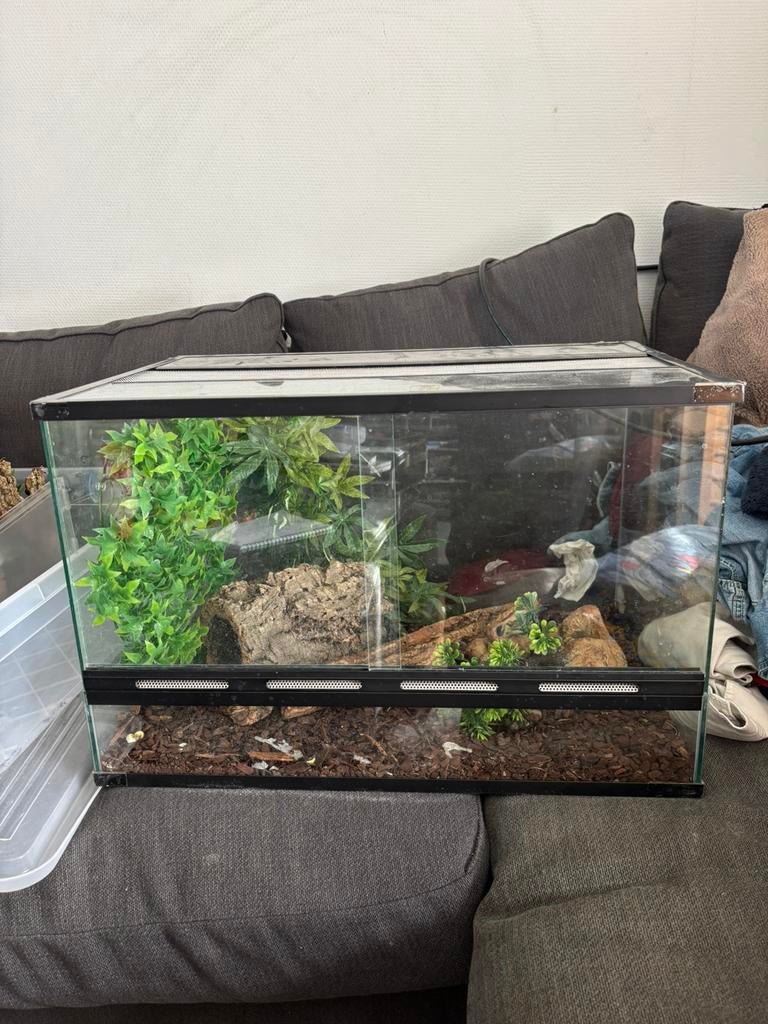 Vende terrarium plus accessoires, Animaux & Accessoires, Enlèvement, Utilisé, Terrarium ou Paludarium