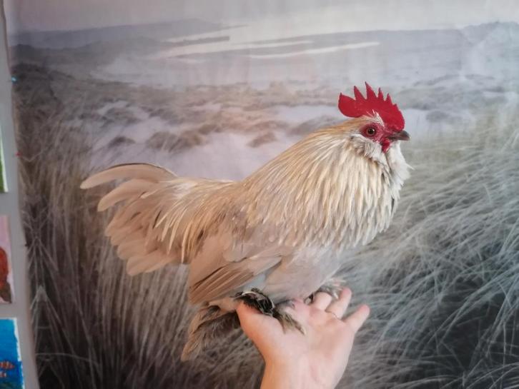 heel tamme isabelporseleinen Ukkelse baardkriel haan, Dieren en Toebehoren, Pluimvee, Kip, Mannelijk