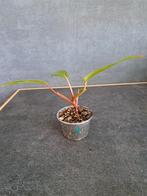 Philodendron painted lady nr 8, Huis en Inrichting, Kamerplanten, Ophalen