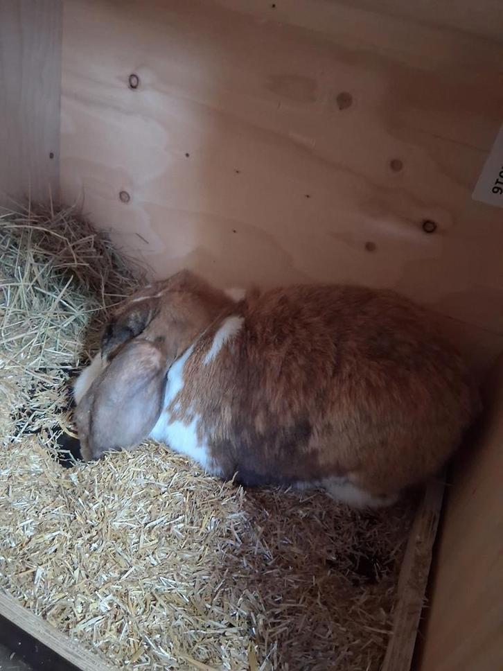 Franse hangoor, Dieren en Toebehoren, Konijnen, Middelgroot, Vrouwelijk, 0 tot 2 jaar, Hangoor