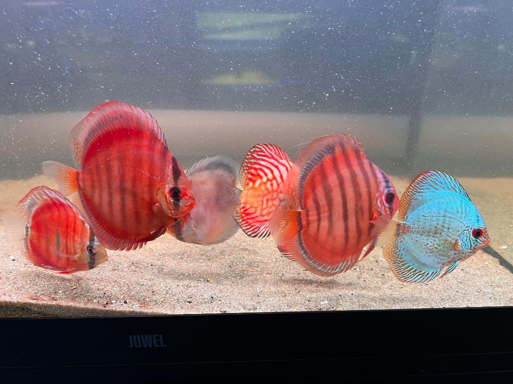 7 prachtige gezonde Discussen, Dieren en Toebehoren, Vissen | Aquariumvissen, Vis, Zoetwatervis