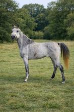 Jument arabe à vendre pouvant être utilisée comme cheval d'é, Jument