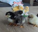 Kuikens Easter Eggers kleurleggers kippen, Poule ou poulet