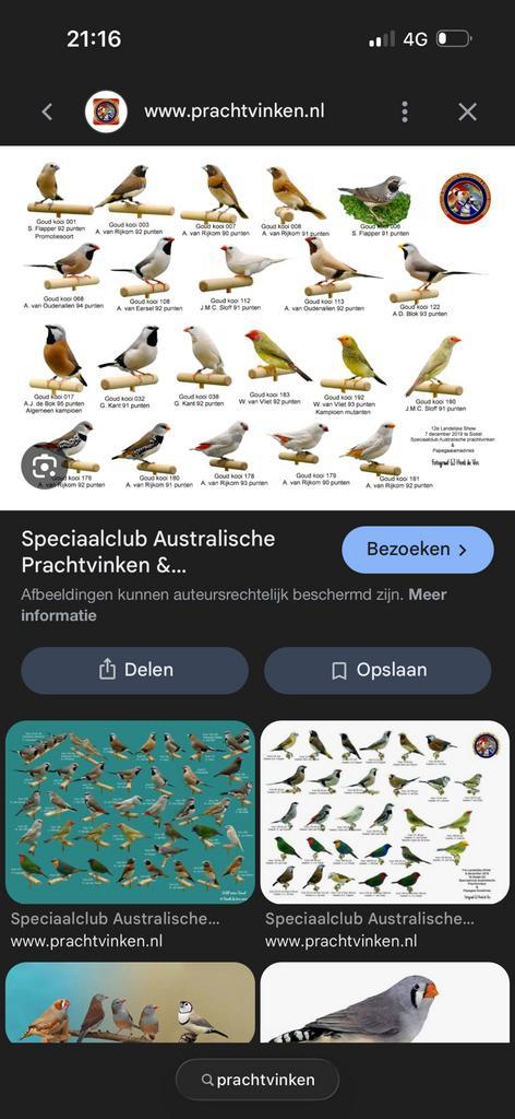 Gezocht: prachtvinken in mutatie, Animaux & Accessoires, Oiseaux | Oiseaux Autre
