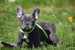 Franse bulldog pups, 15 weken tot 1 jaar, Buitenland, Meerdere, Meerdere dieren