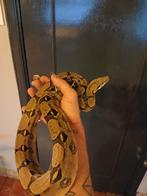 Boa's te koop, Dieren en Toebehoren, Reptielen en Amfibieën, Slang, 0 tot 2 jaar
