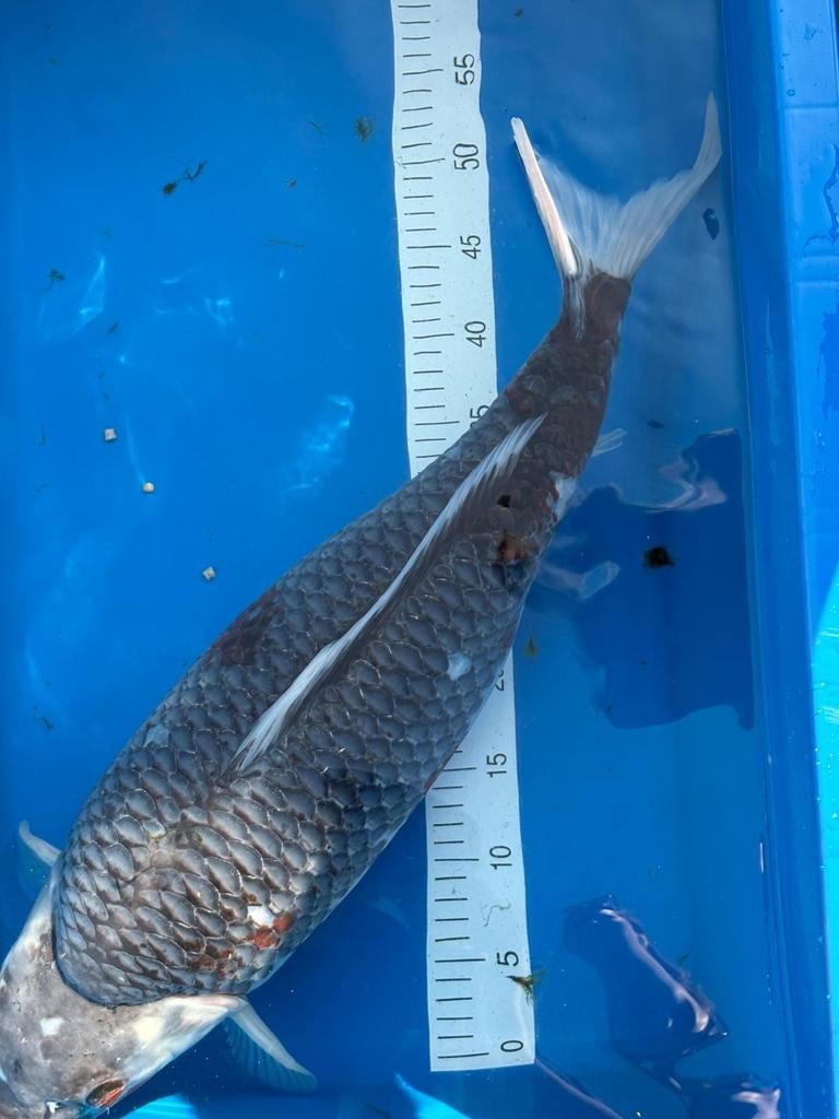 Japanse koi female., Dieren en Toebehoren, Vissen | Vijvervissen