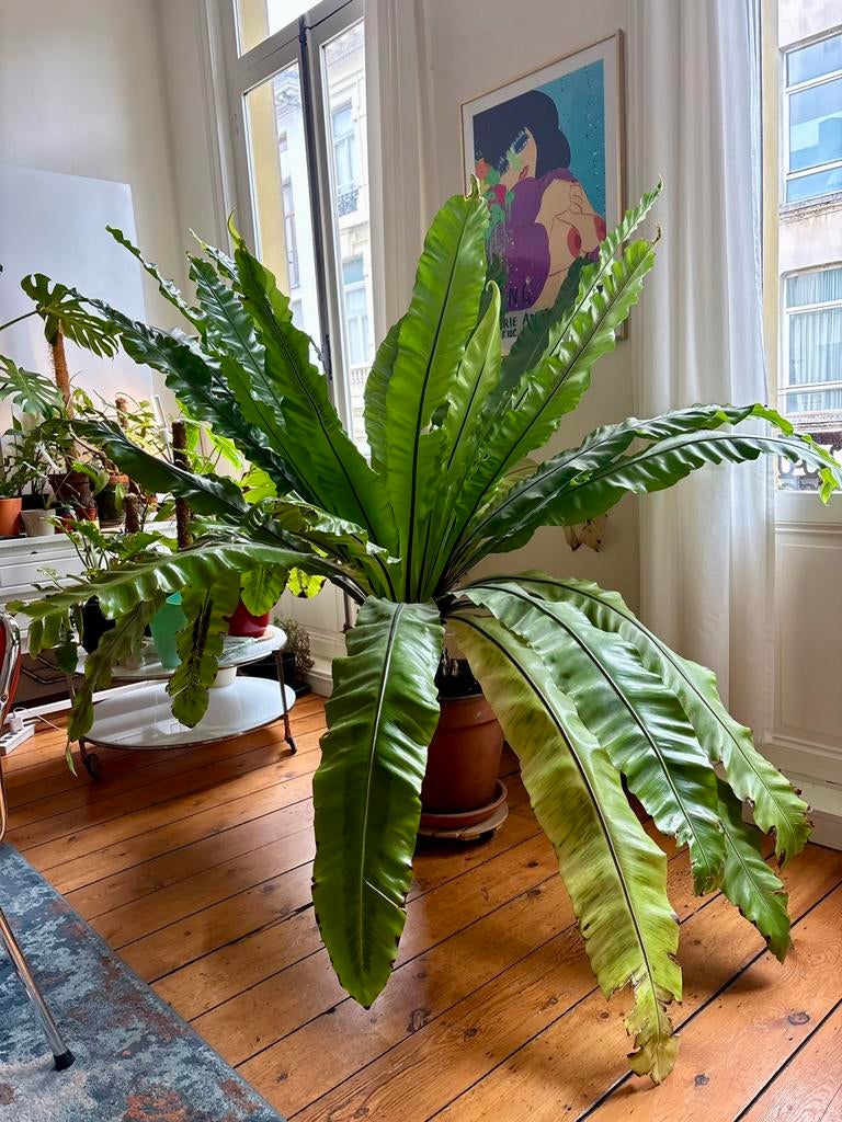 Zeer grote asplenium nestvaren, Huis en Inrichting, Kamerplanten, Ophalen, Overige soorten, Halfschaduw, In pot