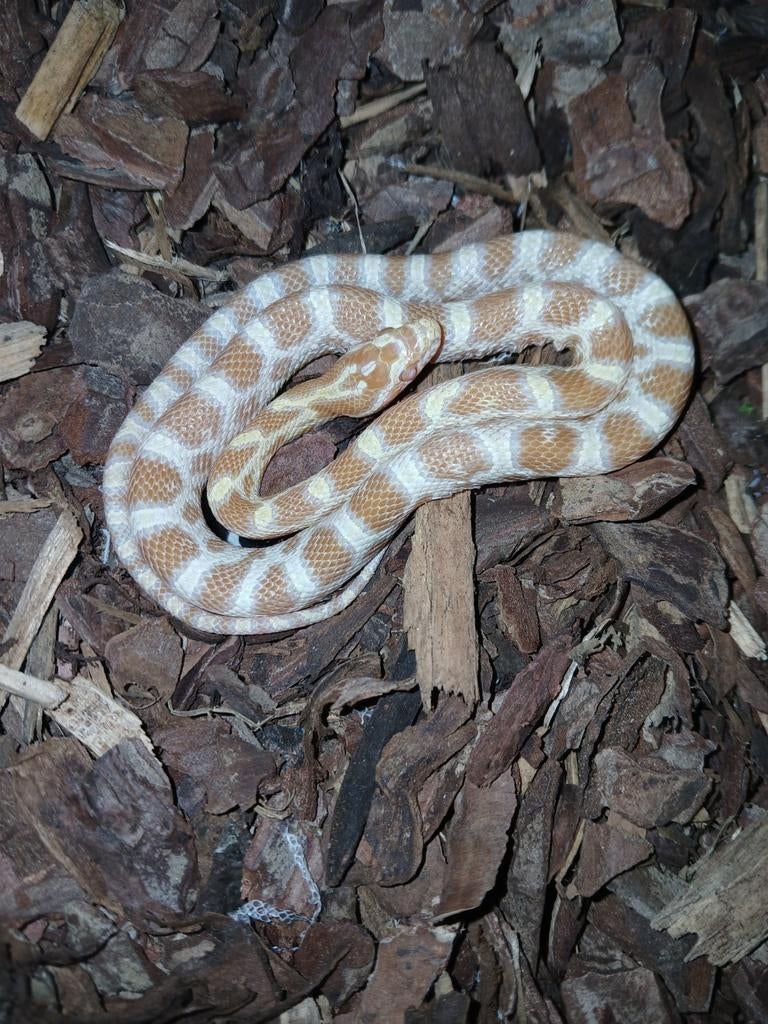 Korenslang, Serpent, Domestique, 0 à 2 ans