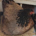 Poules Brahma à vendre