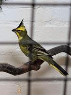 Groene kardinaal, Dieren en Toebehoren, Vogels | Overige Vogels, Mannelijk, Geringd