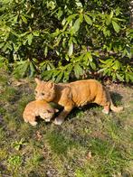 Poes, kat, Bruin, tuin, gazon, kitten, boerderij 50cm, Tuin en Terras, Ophalen of Verzenden, Nieuw, Kunststof, Dierenbeeld