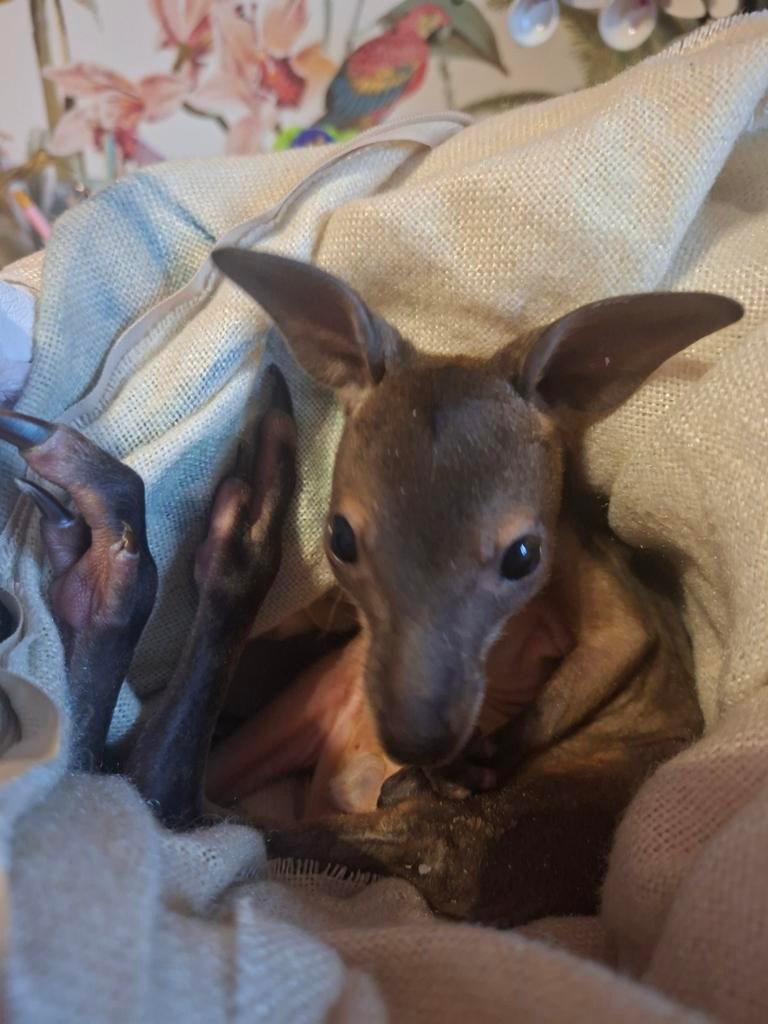 Wallaby's gezocht om met de hand om te voeden, Januari