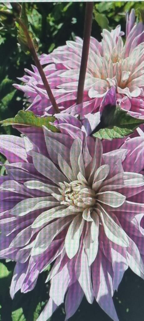 Dahlia, Ophalen of Verzenden, Voorjaar, Volle zon, Knol