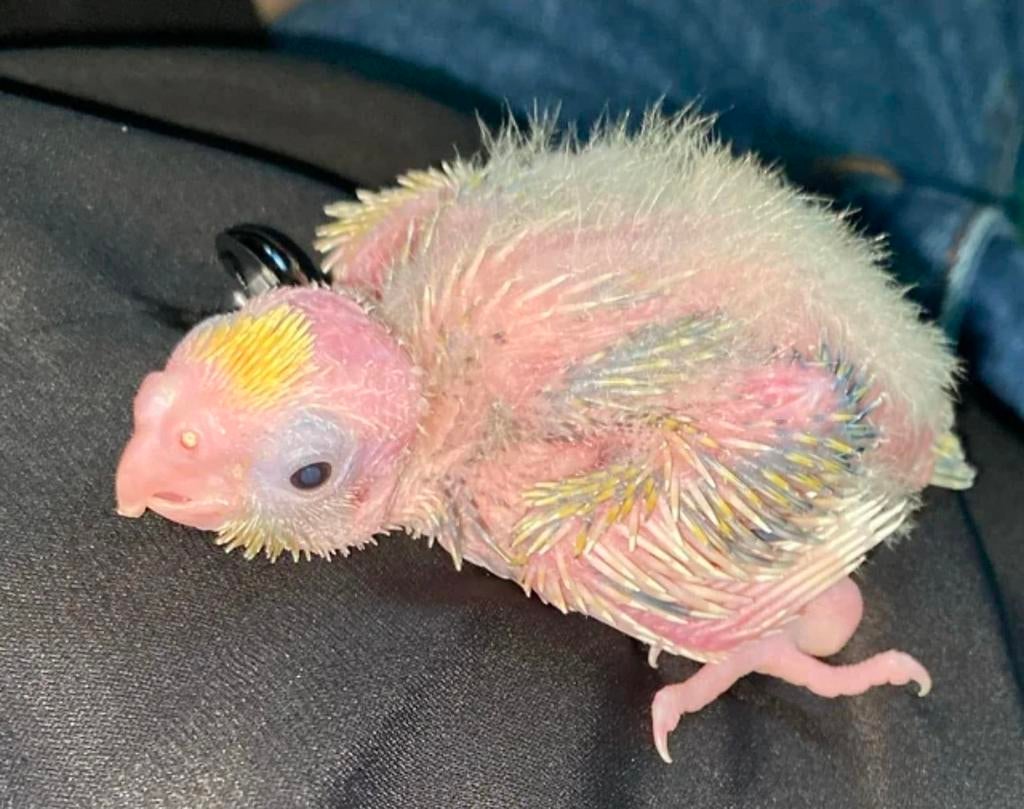 Recherche BB calopsitte