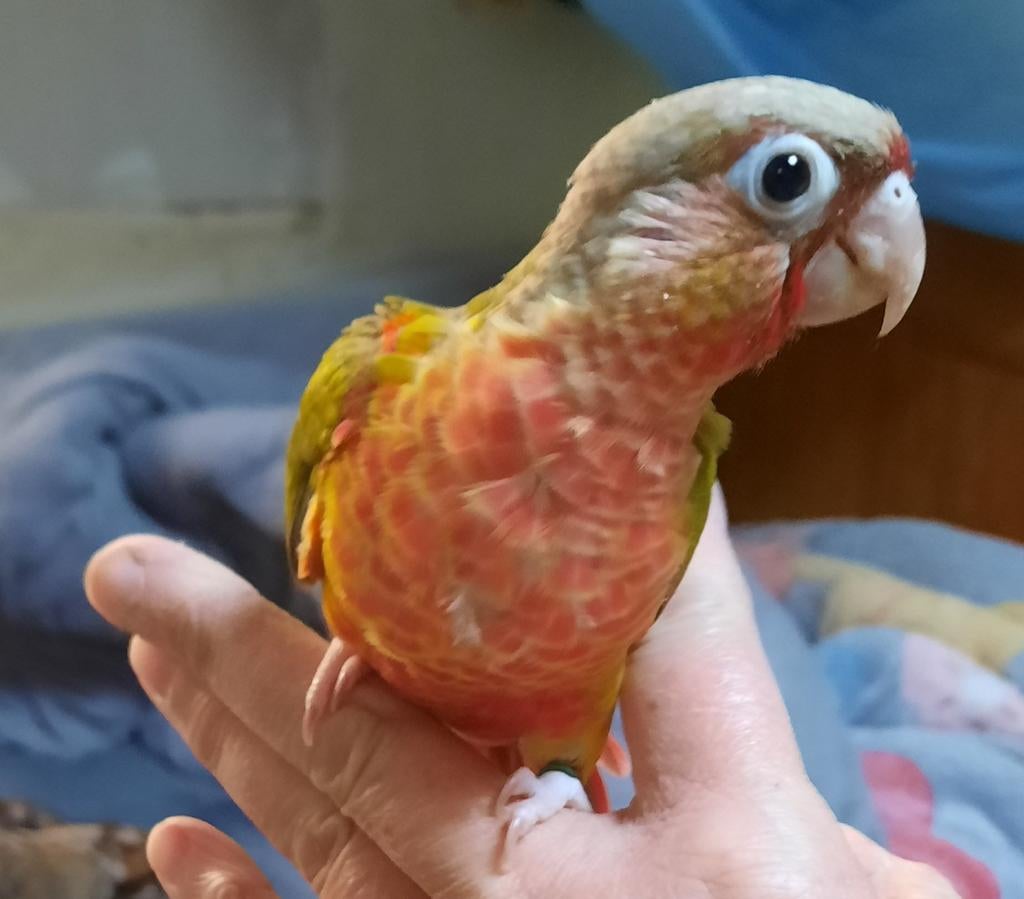 Conure molinae eam