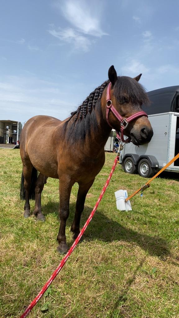 Bijrijder gezocht!, Dieren en Toebehoren, Pony's