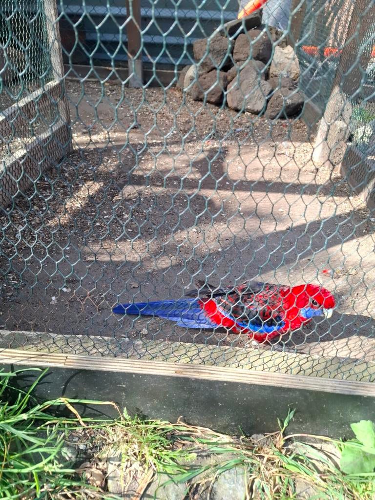 Prachtrosella en valkparkiet