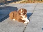 border collie pup, Parvo, België, Reu, 8 tot 15 weken