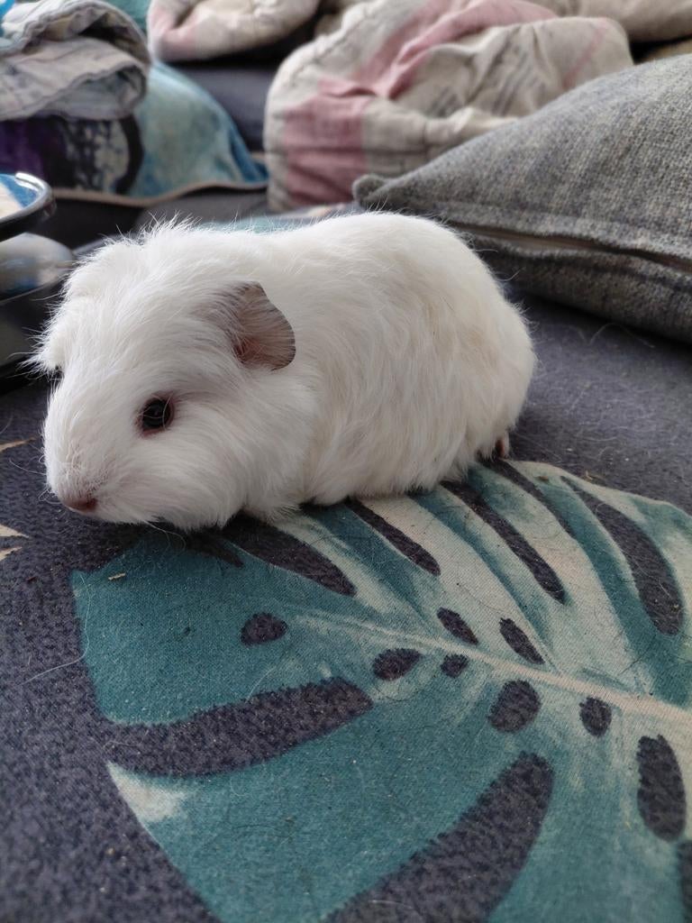 Cavia Ch teddy cobaye mâle échange possible, Dieren en Toebehoren, Mannelijk, Tam, Maart, Cavia